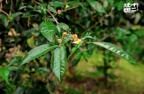 十二块田:以茶为梦天地宽 国际舞台路更广 十二块田:以茶为梦天地宽 国际舞台路更广