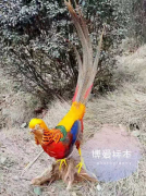 宋健 荣获由南典传媒主办“动物标本知名艺术家”第二名 宋健 荣获由南典传媒主办“动物标本知名艺术家”第二名